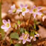 Claytonia